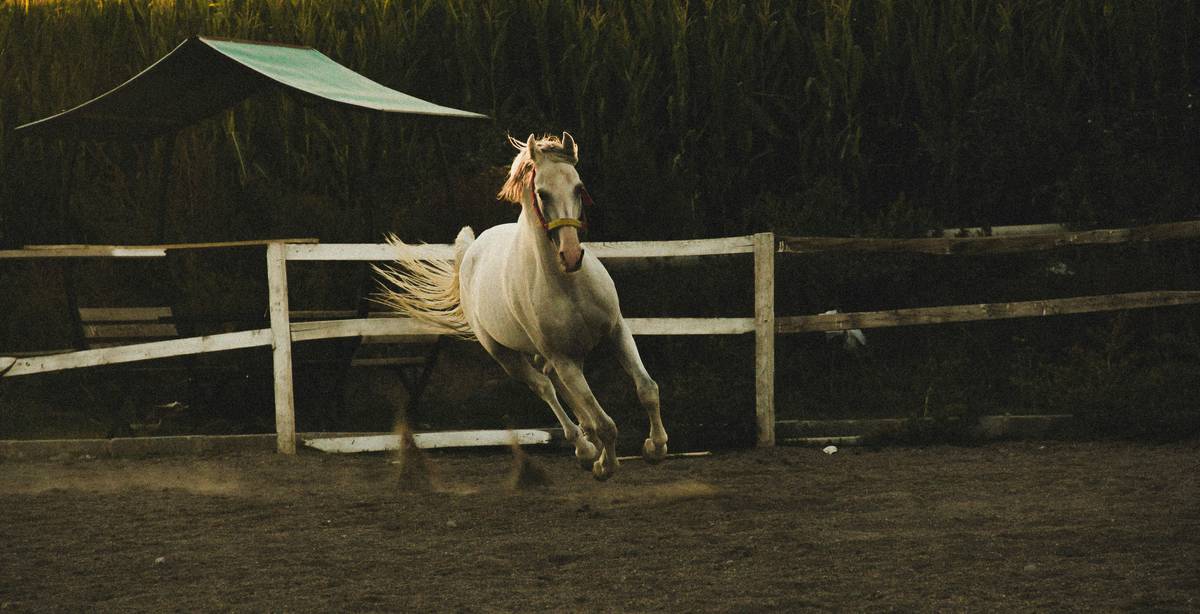 Un caballo blanco galopa libremente en un corral al atardecer.