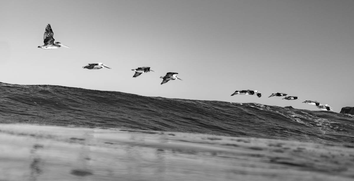 Un grupo de aves volando sobre el mar en un día soleado.