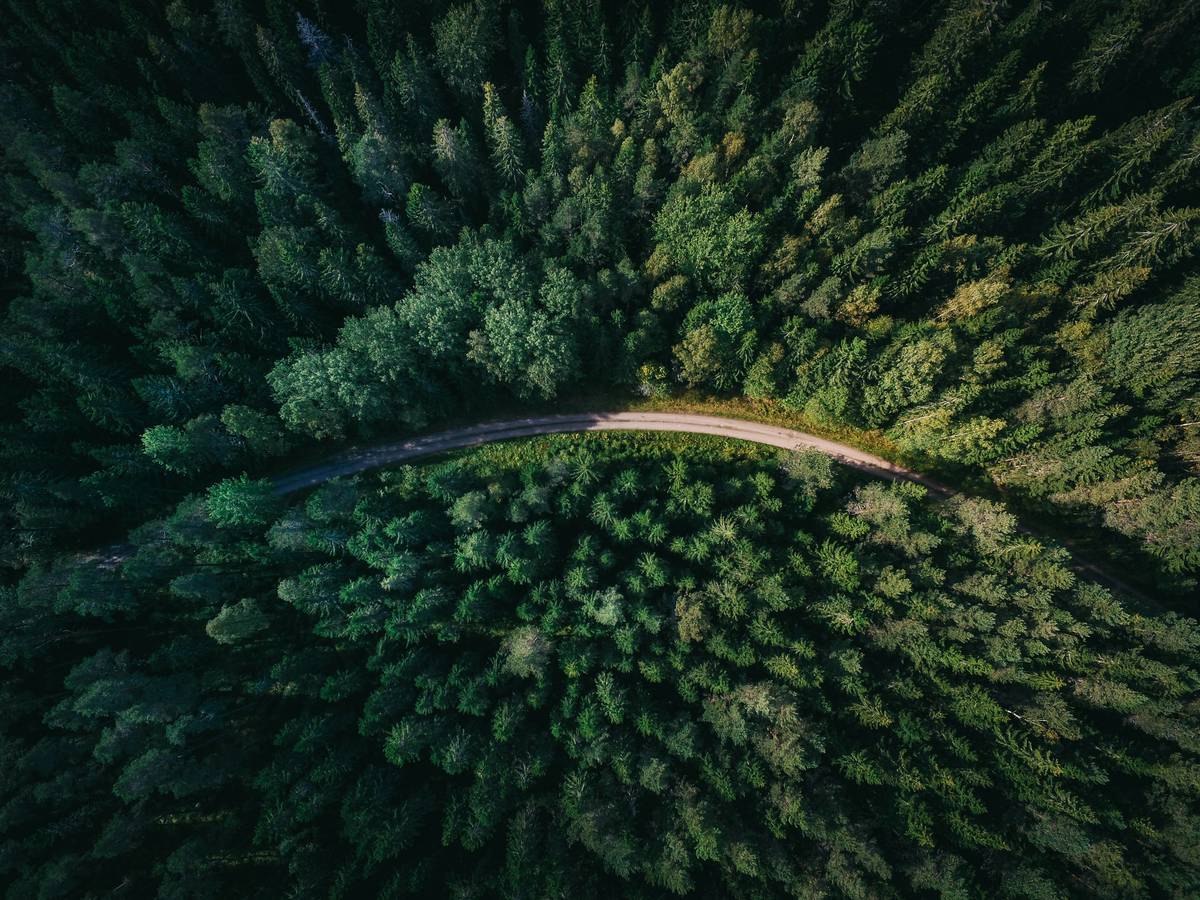 Vista aérea de un bosque denso con un camino que serpentea a través de él.
